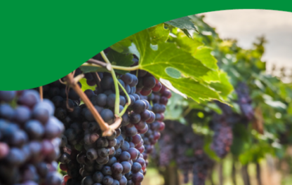 Weincard 910x490px.png
